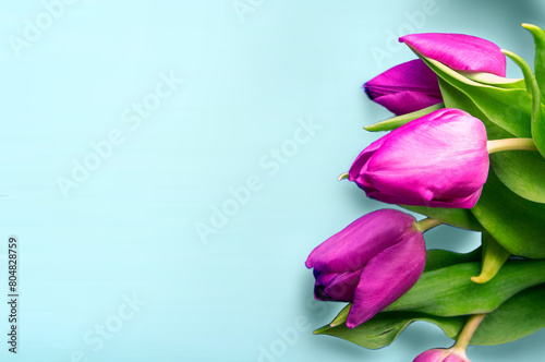 Fresh flower composition, bouquet of bi color tulips