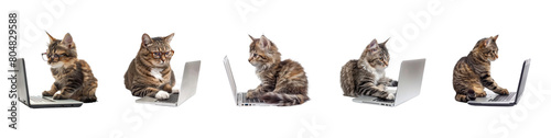 Set of cat wearing glasses using laptop on transparency background PNG 