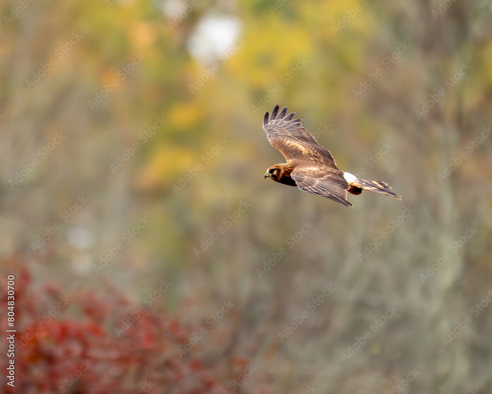 Fototapeta premium Northern Harrier flying