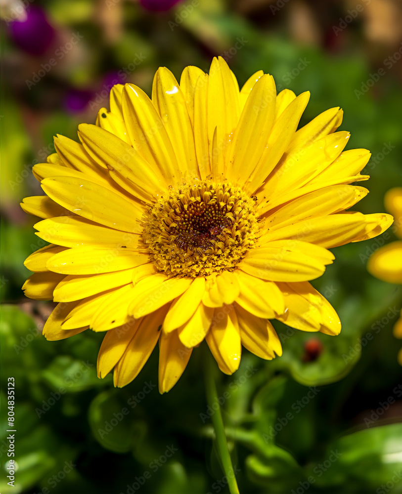 Gerbera daisy, a species of African daisies (Gerbera jamesoni). Gerbera daisy, a species of African daisies (Gerbera jamesoni).