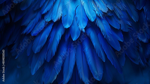 Blue Colored bird Feathers wallpaper © Ahsan