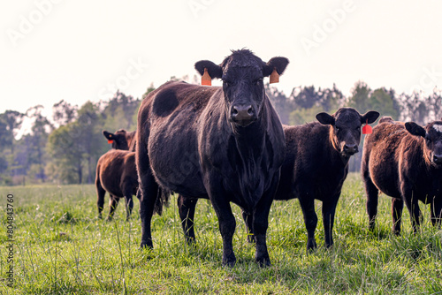 Angus cow-calf pair in herd in spring pasture