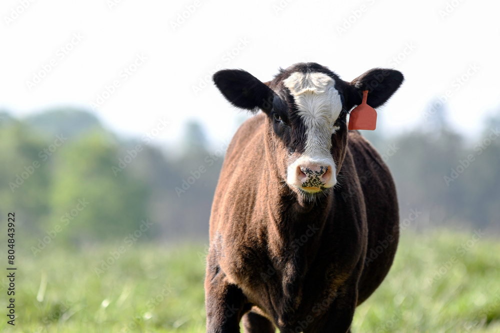 Black baldy calf with spring bokeh background Black baldy calf with spring bokeh background
