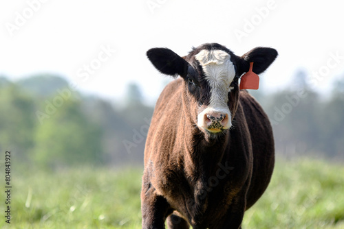 Black baldy calf with spring bokeh background