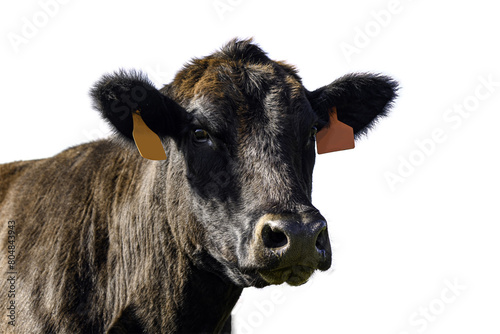 Isolated Angus cow portrait