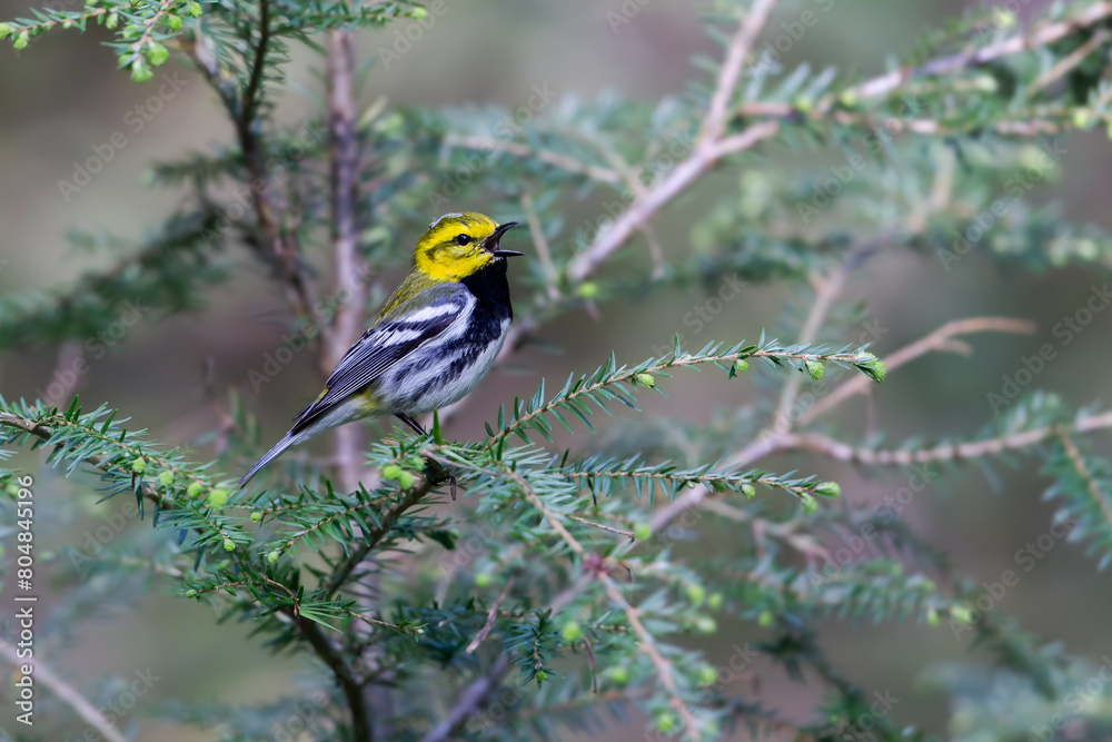 Black-throated Green Warbler Black-throated Green Warbler