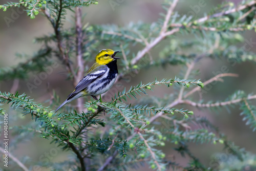 Black-throated Green Warbler photo