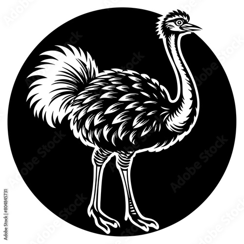 Ostrich vector silhouette illustration isolated on a white background.  photo