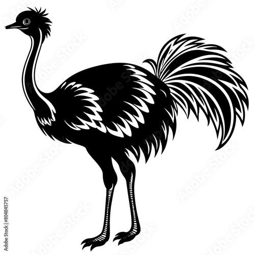 Ostrich vector silhouette illustration isolated on a white background.  photo