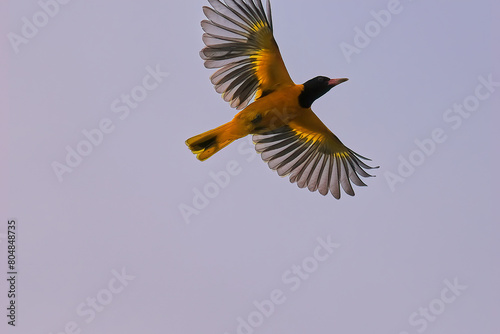 Φωτογραφία Black-hooded oriole
