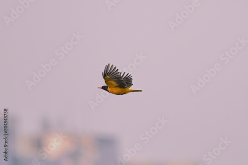 Εκτύπωση καμβά Black-hooded oriole