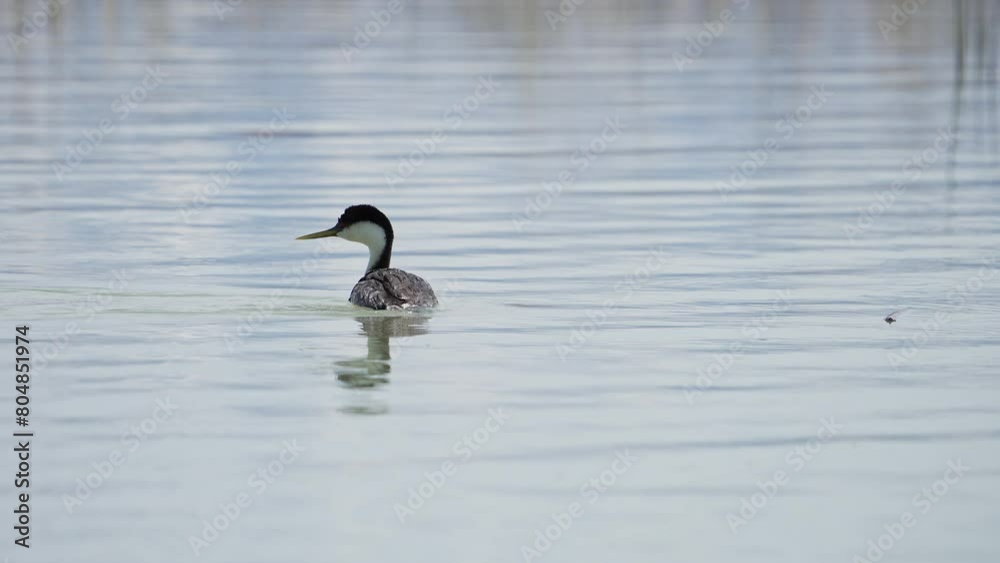 Grebe preening its feathers while swimming in Utah Lake on a sunny day. Grebe preening its feathers while swimming in Utah Lake on a sunny day.