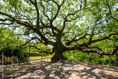 The Oak of the Witches - Italy photo