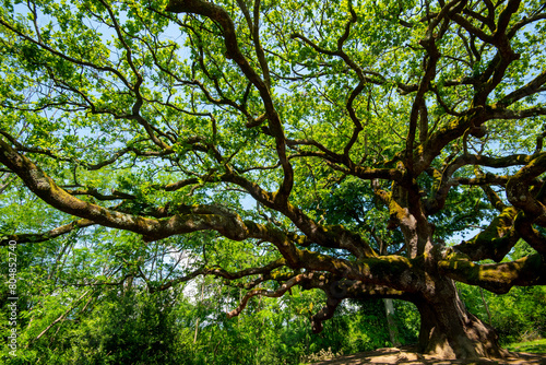 Fototapeta Naklejka Na Ścianę i Meble -  The Oak of the Witches - Italy