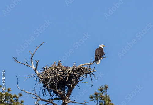 Eaglets in Nest