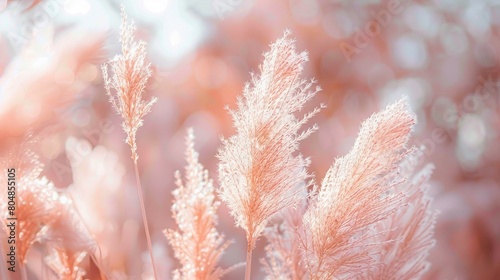 Visualize tall, growing pampas grass, each feathery stalk tinted in a delicate peach fuzz hue, contrasting beautifully against a soft, unfocused background AI Generate photo