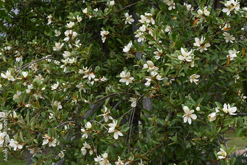 Michelia yunnanensis flowers. Magnoliaceae evergreen tree. Many fragrant white flowers bloom from April to May.