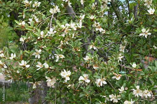 Michelia yunnanensis flowers. Magnoliaceae evergreen tree. Many fragrant white flowers bloom from April to May.
