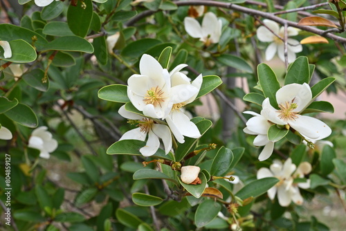 Michelia yunnanensis flowers. Magnoliaceae evergreen tree. Many fragrant white flowers bloom from April to May.