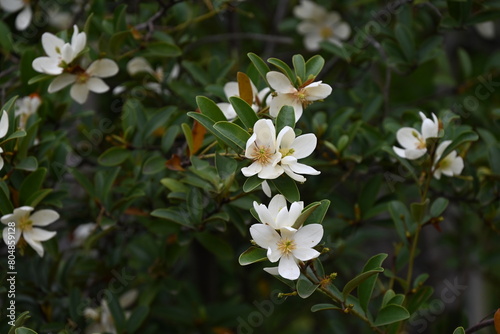 Michelia yunnanensis flowers. Magnoliaceae evergreen tree. Many fragrant white flowers bloom from April to May.