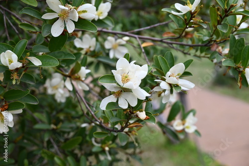 Michelia yunnanensis flowers. Magnoliaceae evergreen tree. Many fragrant white flowers bloom from April to May.