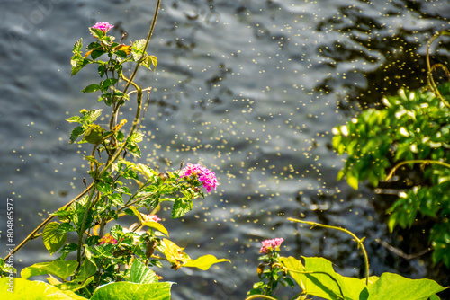 水路に咲いたランタナと蚊柱 photo