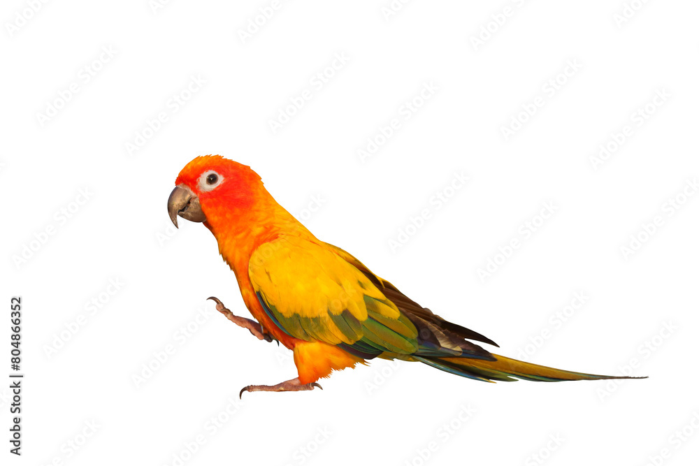 Colorful Sun Conure parrot isolated on transparent background png file