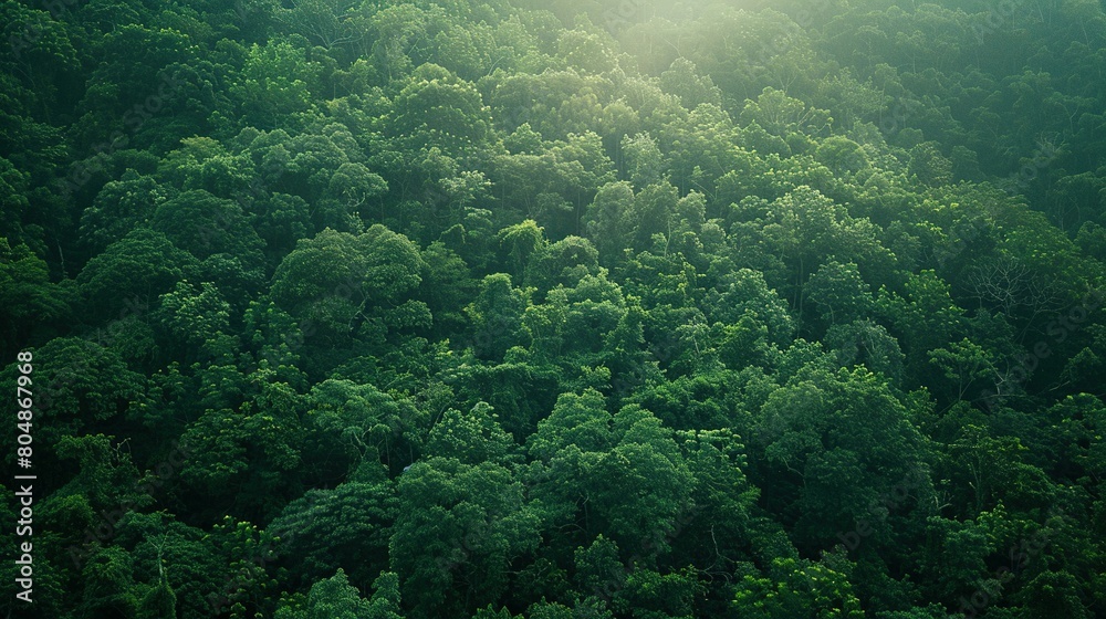 Overhead Sunlight: A Forest's Radiance Overhead Sunlight: A Forest's Radiance