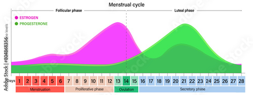 Menstrual cycle. Ovarian hormone levels chart vector. Estrogen and Progesterone. Menstruation, Proliferative phase, Ovulation and Secretory phase. photo