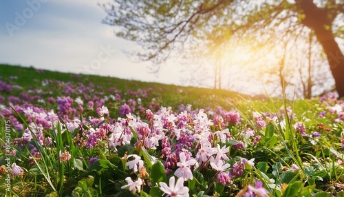 Beautiful meadow full of spring flowers. field flower, HD backdrop	