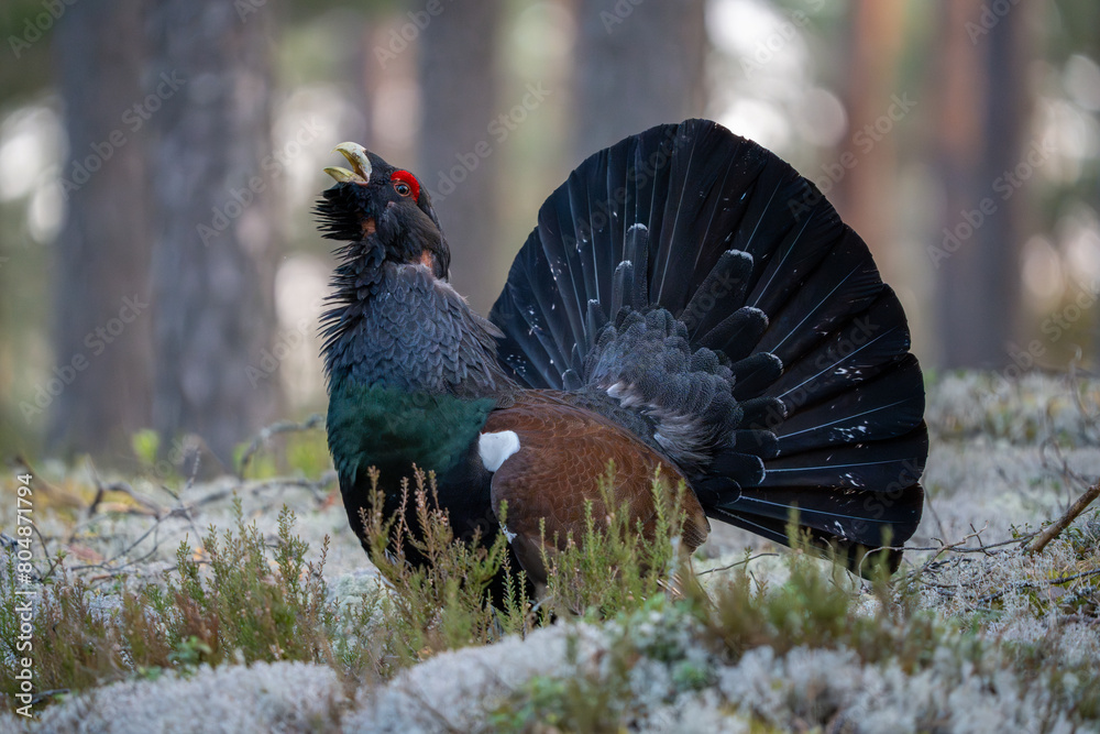 Obraz premium The western capercaillie (Tetrao urogallus), also known as the Eurasian capercaillie, wood grouse, heather cock, cock-of-the-woods, or simply capercaillie.