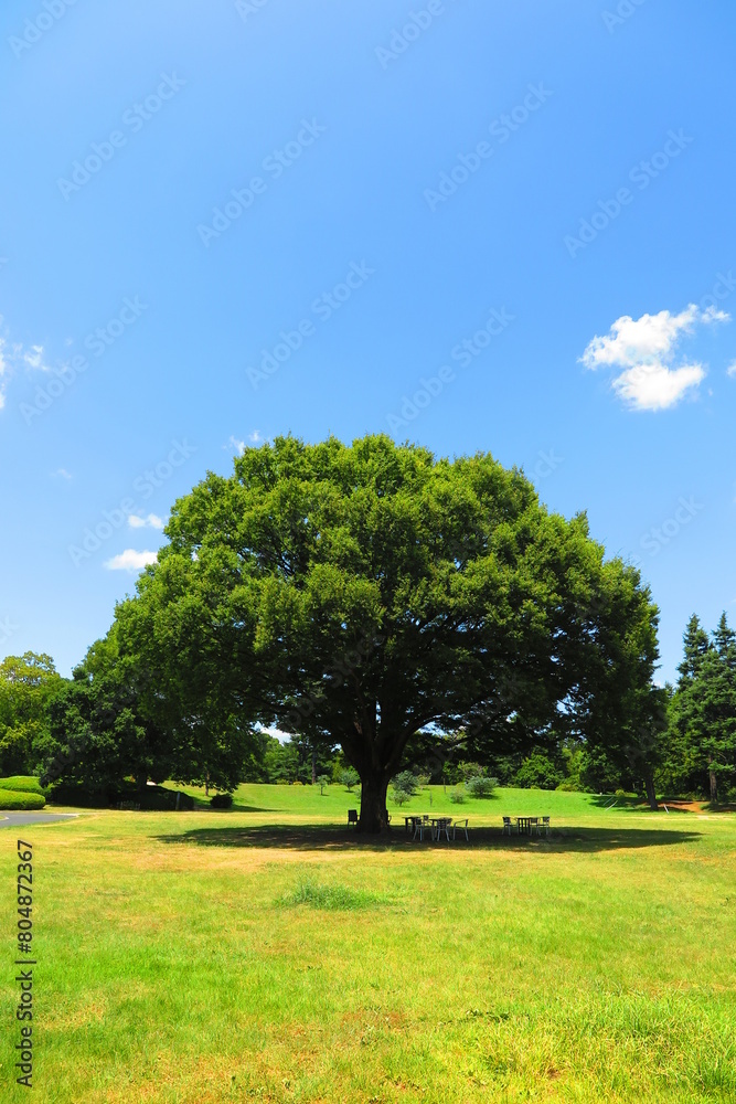 広場の大きな木の木陰の風景2 広場の大きな木の木陰の風景2