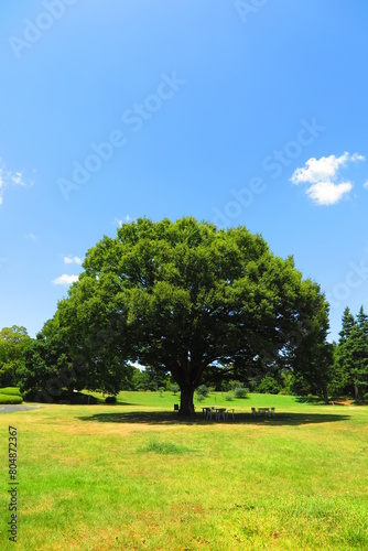 広場の大きな木の木陰の風景2