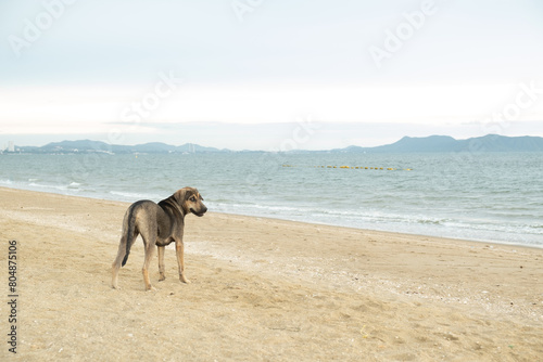 local native dog Standing on the beach