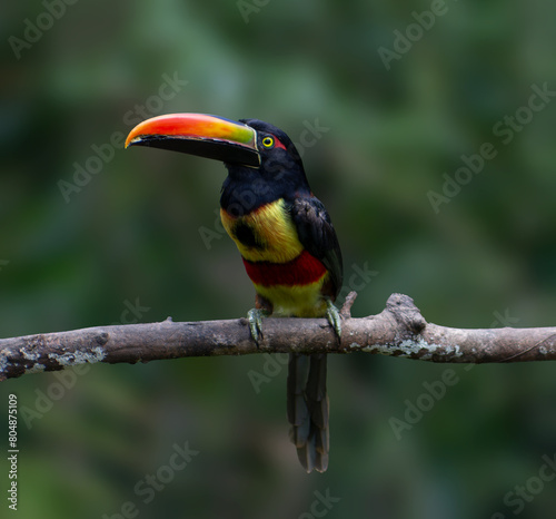 Birds Costa Rica The Aracari © Hanzel