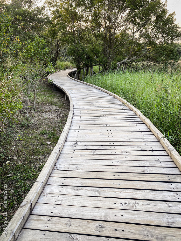 Serene Nature Walk on Curved Wooden Pathway
