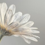 White gerbera flower with water drops on the petals.