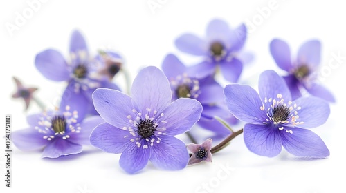 First spring flowers  Anemone hepatica isolated on white background. Border of blue violet wild forest flowers liverwort. Generative Ai