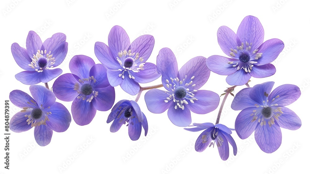Obraz premium First spring flowers, Anemone hepatica isolated on white background. Border of blue violet wild forest flowers liverwort. Generative Ai