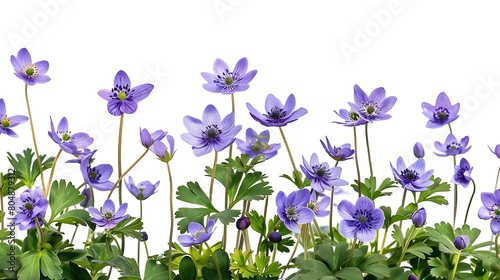 First spring flowers, Anemone hepatica isolated on white background. Border of blue violet wild forest flowers liverwort. Generative Ai