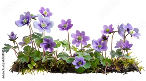 First spring flowers, Anemone hepatica isolated on white background. Border of blue violet wild forest flowers liverwort. Generative Ai