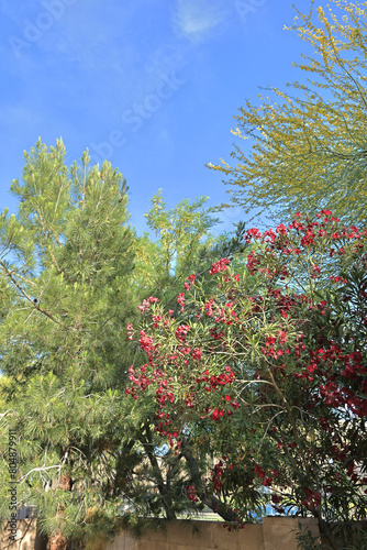 Blossoming cluster of red Oleander with yellow Palo Verde, Arizona Mesquite and Eldarica Pine in Spring photo