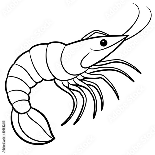 illustration of shrimp