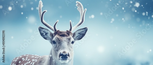 Close-up of deer with antlers