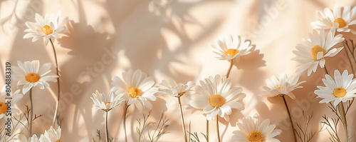 Chamomile daisy flowers with sunlight shadows on neutral beige background with copy space