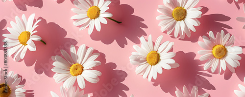 Chamomile daisy flowers with sunlight shadows on neutral blue background with copy space