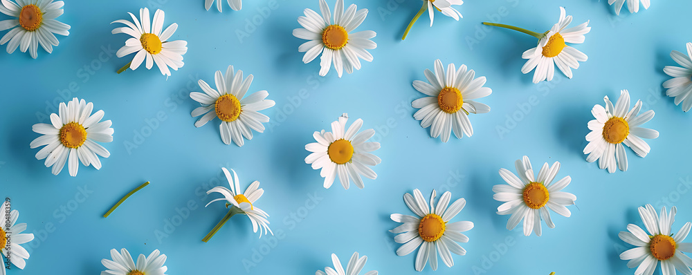 Chamomile daisy flowers with sunlight shadows on neutral blue background with copy space