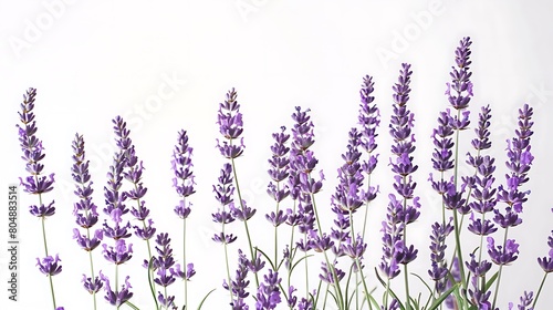 Lavender flowers isolated on white background. Generative Ai