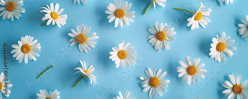 Chamomile daisy flowers with sunlight shadows on neutral blue background with copy space