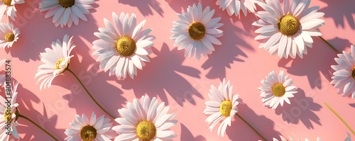 Chamomile daisy flowers with sunlight shadows on neutral pink background with copy space